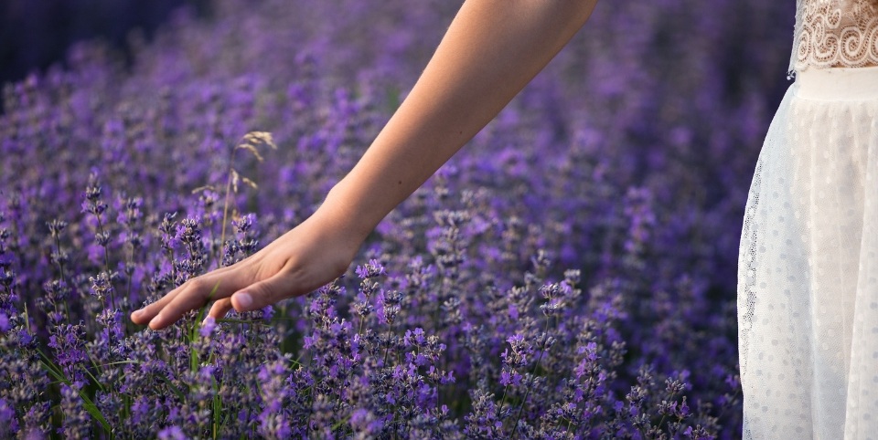 Ingredience měsíce: Levandule