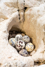 NATAVA olejová koule do koupele