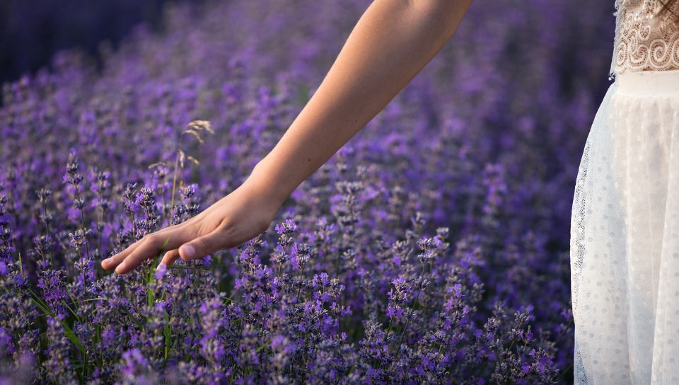 Ingredience měsíce: Levandule